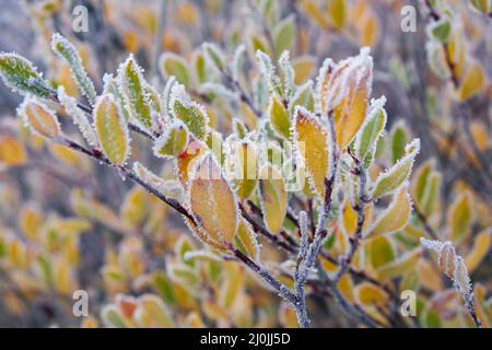 Gefrorener Lärchenbaum unter Reif. North Chuiskiy Ridge Snow Mountains liegt im Hintergrund. Stockfoto