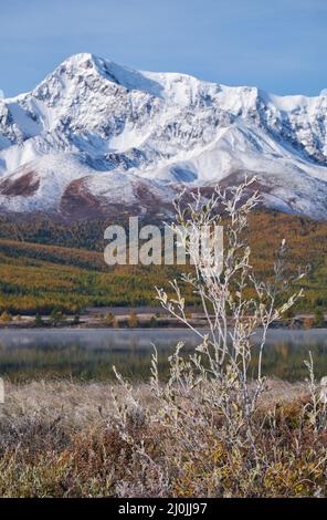 Gefrorene Weidenblätter unter Reif. North Chuiskiy Ridge Snow Mountains liegt im Hintergrund. Stockfoto