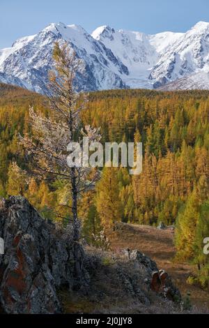 Gefrorener Lärchenbaum unter Reif. North Chuiskiy Ridge Snow Mountains liegt im Hintergrund. Stockfoto