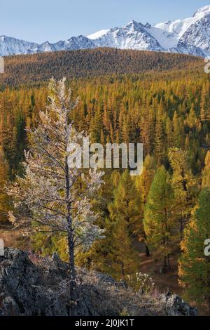 Gefrorener Lärchenbaum unter Reif. North Chuiskiy Ridge Snow Mountains liegt im Hintergrund. Stockfoto