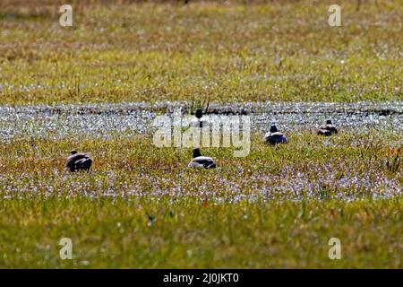 Malerische Aussicht auf Enten in einem Teich Stockfoto
