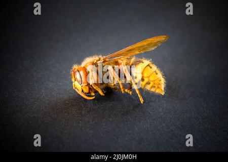 Hornet auf schwarzem Hintergrund isoliert Stockfoto