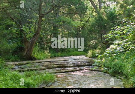 Ein Landschaftsbild eines alten Baumes und eines kleinen Wasserfalls entlang eines Kalksteinbaches in Kentucky. Stockfoto