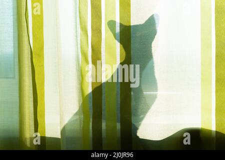 Schwarzer Katzenschatten auf dem Fenster Stockfoto