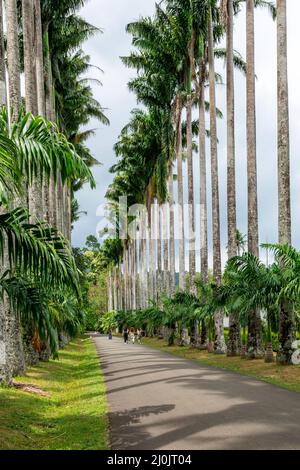 Palmenallee in den Royal Botanic King Gardens. Peradeniya. Kandy. Sri Lanka. Stockfoto