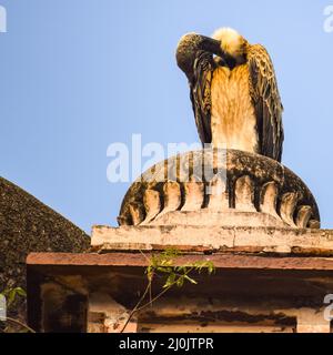 Indischer Geier oder Langschnabelgeier oder Gyps indicus Nahaufnahme oder Porträt bei Royal Cenotaphs (Chhatris) von Orchha, Madhya Pradesh, Indien, Orchha the Stockfoto