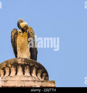 Indischer Geier oder Langschnabelgeier oder Gyps indicus Nahaufnahme oder Porträt bei Royal Cenotaphs (Chhatris) von Orchha, Madhya Pradesh, Indien, Orchha the Stockfoto