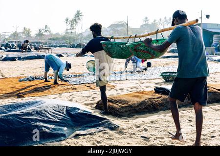 Menschen, die am Strand in Negombo, Sri Lanka, mit Fischen arbeiten. Stockfoto