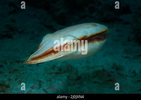 Ein Tintenfisch schwebt in der Nähe eines Meeresbodens, Panglao, Philippinen Stockfoto