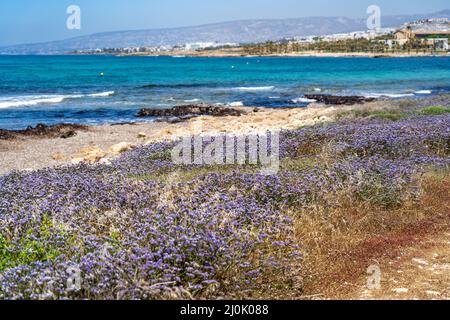 Limonium sinuatum geflügelter lavendel aus dem mittelmeer, der wild an der Küste Zyperns wächst. Wunderschöne Küste in Paphos, Zypern mit Stockfoto
