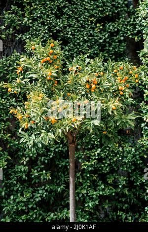 Kumquat oder Fortunella Baum mit reifen Orangenfrüchten auf Ästen im Garten. Stockfoto