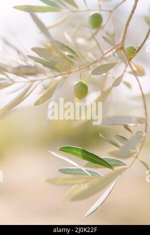 Eine Nahaufnahme von grünen Olivenfrüchten auf den Zweigen des Baumes zwischen den Blättern. Stockfoto