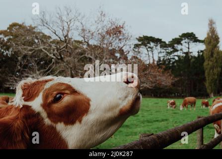 Nahaufnahme der Kuh mit Kopf über Holzzaunschiene in Vintage-Fotoeffekt angehoben. Stockfoto