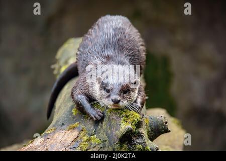 Europäische Otter ruhen auf Baumstamm Stockfoto