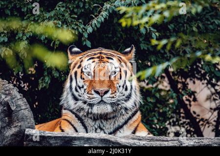 Ruhender sibirischer Tiger, Panthera tigris altaica Stockfoto