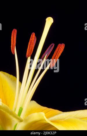 Gelbe Lilie (lilium) Nahaufnahme vor dunklem Hintergrund Stockfoto