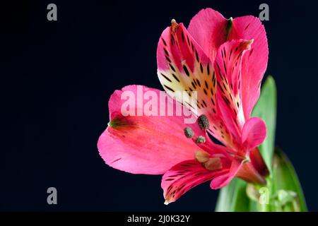 Leuchtend rote Freesia (Iridaceae) Nahaufnahme vor dunklem Hintergrund Stockfoto