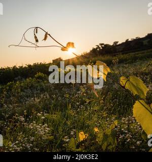 Weinranken mit aufgehender Sonne im Burgenland Stockfoto