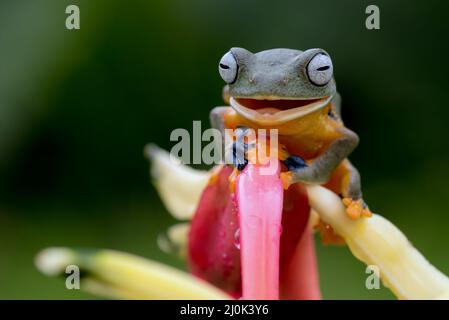 Schwarzer Webfrosch auf einer Blume Stockfoto