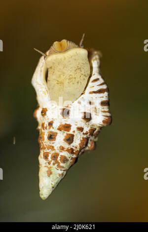 Eine Sandkoniferschnecke, Cerithium caeruleum, in einem Salzwasseraquarium. Stockfoto