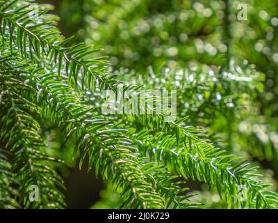 Hellgrüner Hintergrund von jungen Araucaria heterophylla-Baumzweig und nebligen Blättern Stockfoto