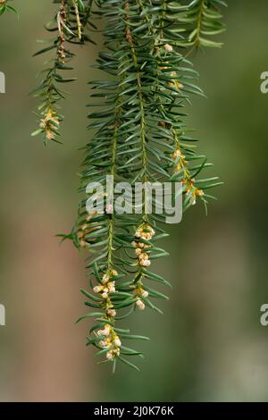 Taxus baccata, ein Zweig mit männlichen Blüten einer Eibe vor verschwommenem Hintergrund Stockfoto