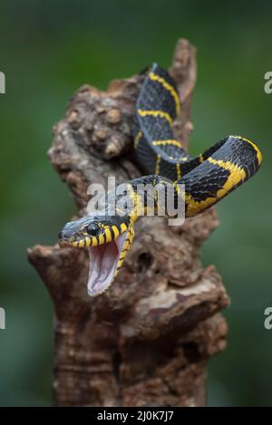 Die goldberingte Katzenschlange in Angriffsposition Stockfoto