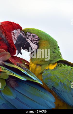 Nahaufnahme von Ara-Papageien Stockfoto