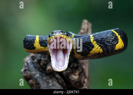 Die goldberingte Katzenschlange in Angriffsposition Stockfoto