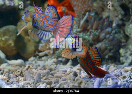 Mandarinenfische mit korallenfarbenem Hintergrund Stockfoto