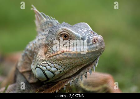 Großer roter Leguan, der auf dem Gras läuft Stockfoto