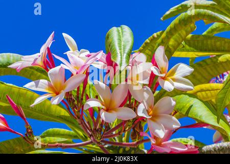 Plumeria rosa und gelbe Blüten mit blauem Himmel in Mexiko. Stockfoto