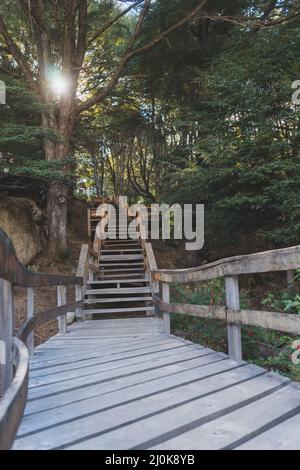 Vertikale Aufnahme einer leeren Holztreppe im Park an einem sonnigen Tag Stockfoto