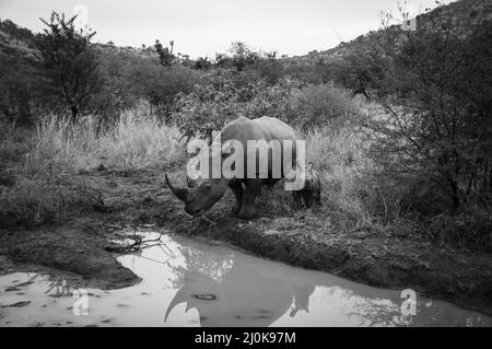 Rhino und sein Baby stehen vor dem Wasser auf einem hohen Grasfeld, in Graustufen geschossen Stockfoto