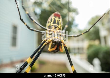 Gelbes Gesicht der Joro Spider, die aus dem Internet in einem Vorort Georgiens hängend ist Stockfoto