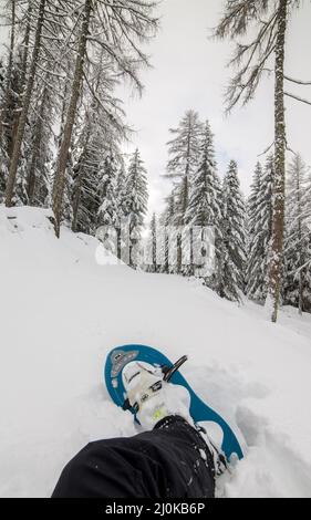 Snowboarden auf einem schneebedeckten Bergwald voller Kiefern Stockfoto
