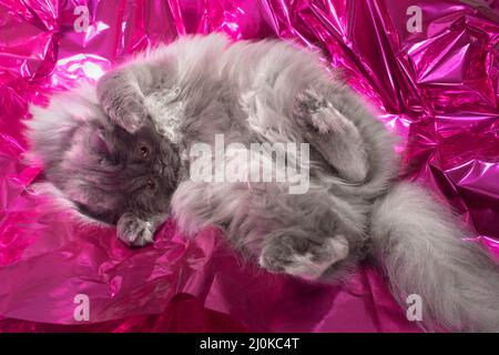 Niedliche flauschige langhaarige graue Katze, die auf glänzendem rosa Mylar herumrollt. Stockfoto