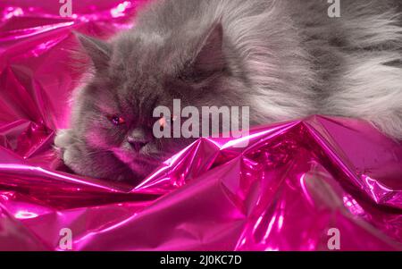 Niedliche langhaarige graue Katze, die auf glänzendem rosa Mylar ruht. Stockfoto