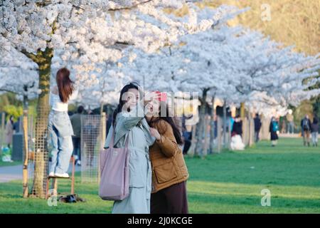 London, Großbritannien, 19.. März 2022. Die Besucher machten Fotos und arrangierten Fotoshootings an einem hellen und sonnigen Tag, an dem eine von Kirschblüten gesäumte Wanderung im Battersea Park in voller Blüte steht. Hauptsächlich ostasiatische Menschen besuchten die Gegend, wobei die Blüte in verschiedenen Nationen sehr geschätzt wurde, vor allem in Japan, wo sie symbolisch für den Frühling ist und die flüchtige Natur des Lebens darstellt, da die Blumen kurzlebig sind. Kredit: Elfte Stunde Fotografie/Alamy Live Nachrichten Stockfoto