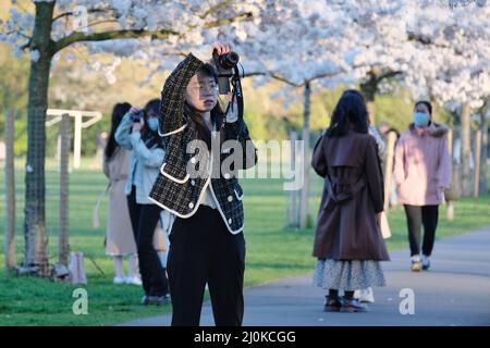 London, Großbritannien, 19.. März 2022. Die Besucher machten Fotos und arrangierten Fotoshootings an einem hellen und sonnigen Tag, an dem eine von Kirschblüten gesäumte Wanderung im Battersea Park in voller Blüte steht. Hauptsächlich ostasiatische Menschen besuchten die Gegend, wobei die Blüte in verschiedenen Nationen sehr geschätzt wurde, vor allem in Japan, wo sie symbolisch für den Frühling ist und die flüchtige Natur des Lebens darstellt, da die Blumen kurzlebig sind. Kredit: Elfte Stunde Fotografie/Alamy Live Nachrichten Stockfoto