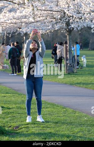 London, Großbritannien, 19.. März 2022. Die Besucher machten Fotos und arrangierten Fotoshootings an einem hellen und sonnigen Tag, an dem eine von Kirschblüten gesäumte Wanderung im Battersea Park in voller Blüte steht. Hauptsächlich ostasiatische Menschen besuchten die Gegend, wobei die Blüte in verschiedenen Nationen sehr geschätzt wurde, vor allem in Japan, wo sie symbolisch für den Frühling ist und die flüchtige Natur des Lebens darstellt, da die Blumen kurzlebig sind. Kredit: Elfte Stunde Fotografie/Alamy Live Nachrichten Stockfoto