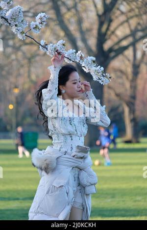 London, Großbritannien, 19.. März 2022. Die Besucher machten Fotos und arrangierten Fotoshootings an einem hellen und sonnigen Tag, an dem eine von Kirschblüten gesäumte Wanderung im Battersea Park in voller Blüte steht. Hauptsächlich ostasiatische Menschen besuchten die Gegend, wobei die Blüte in verschiedenen Nationen sehr geschätzt wurde, vor allem in Japan, wo sie symbolisch für den Frühling ist und die flüchtige Natur des Lebens darstellt, da die Blumen kurzlebig sind. Kredit: Elfte Stunde Fotografie/Alamy Live Nachrichten Stockfoto