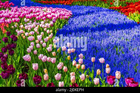 Viele bunte Tulpen Narzissen im Keukenhof Park Lisse Holland Niederlande. Stockfoto