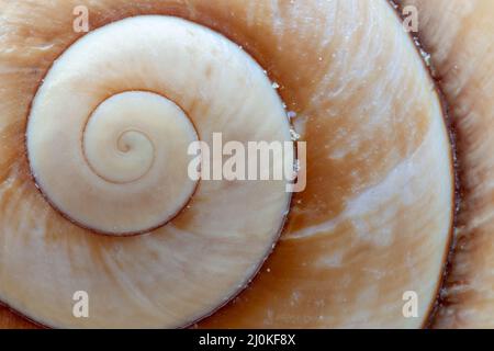 Nahaufnahme der Spiralkonstruktion einer Riesenschnecke Stockfoto