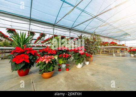 Weihnachtssterne Blume. Gewächshaus gefüllt mit roten Feiertagsblumen Pflanzen in Töpfen stehen in Reihen und hängen. Stockfoto