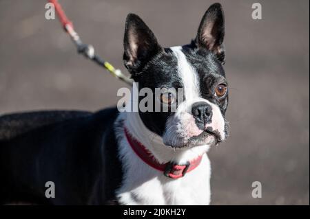 Fast ein Jahr alter Mann aus Boston Terrier. Diese Rasse bekannt als der amerikanische Gentleman stammt aus Bulldog und Terrier. Stockfoto