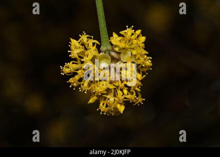 Cornus Mas L. blühende Kornelkirsche Anfang märz vor dunklem Hintergrund Stockfoto