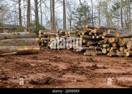 Vorbereitung Land Protokolle im Wald nach der Rodung einer Plantage im Wald die Schneidestelle für neue Wohnentwicklung Bau Stockfoto