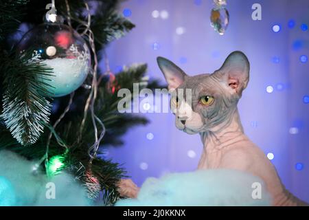 Portrait der jungen Sphynx Hairless Cat sitzt in der Nähe von Weihnachtsbaum vor dem Hintergrund der Weihnachtslichter, Weihnachtsdekorationen. Nahaufnahme, selektiver Fokus Stockfoto