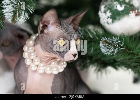 Junge Sphynx Katze sitzt umgeben von grünen Zweigen des Weihnachtsbaums. Stockfoto